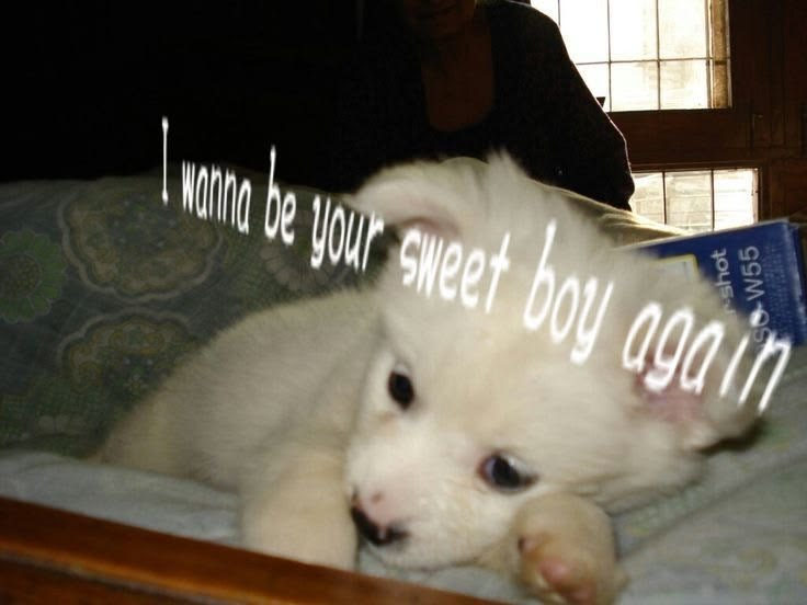 DoggyPosting's tweet photo. https://t.co/mcebhTrMPX