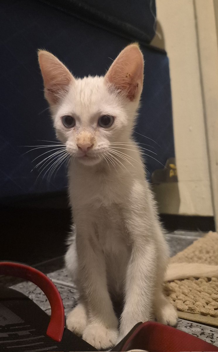 seucrocante's tweet photo. gato anti suicidio (literalmente) que arranjei tem quase uma semana https://t.co/rmyGpy8dWs