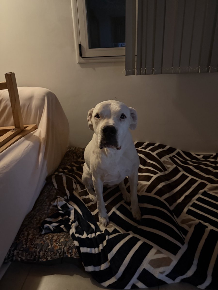 malausalto's tweet photo. @lamamadelpocho Es una reventada! Son hermanas, pero no quiere compartir cama 🙄 solo un rato… 🙄 https://t.co/6ZJOBP1pBC