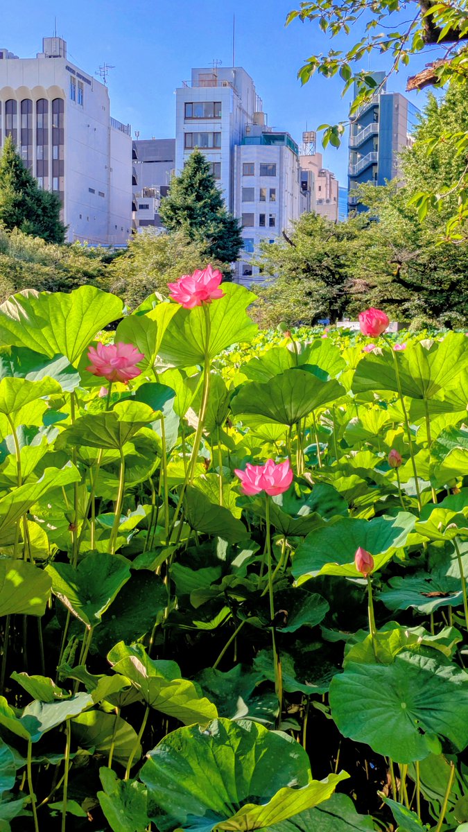 Alcohbon's tweet photo. 不忍池🪷🍀 https://t.co/SRIqqBLa02