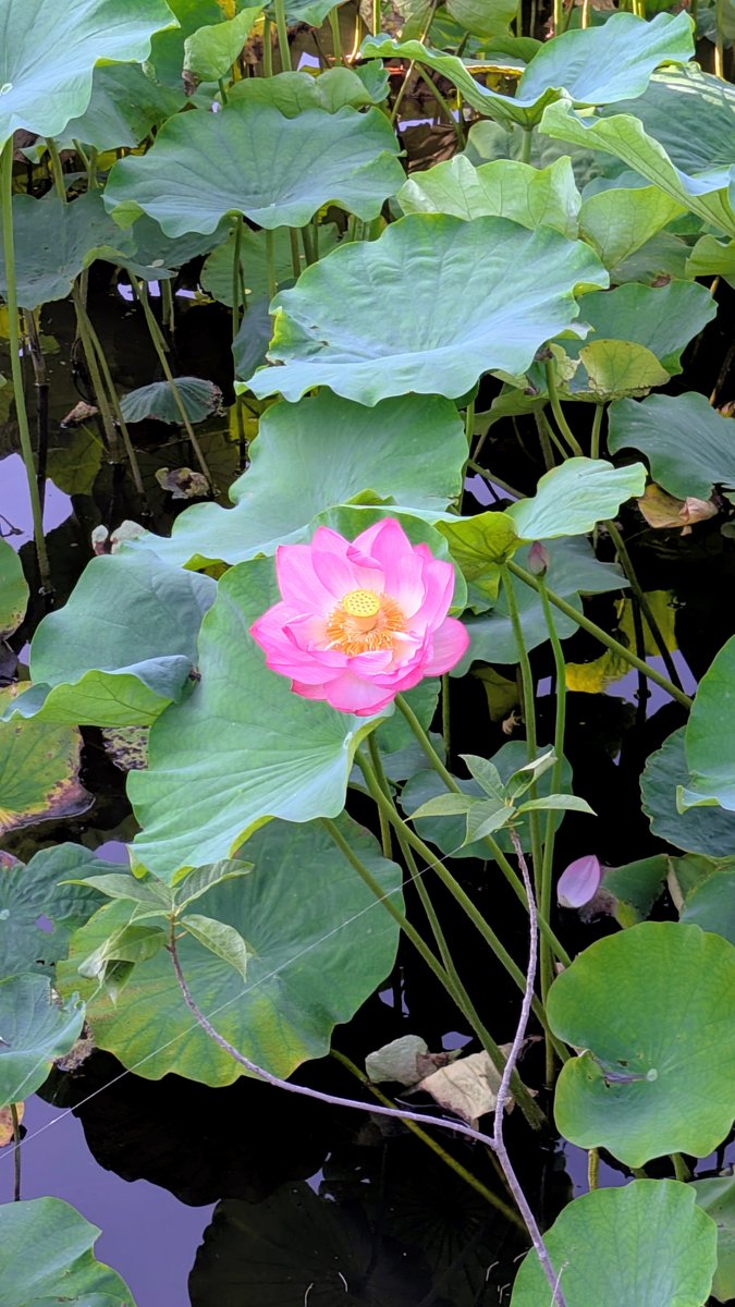Alcohbon's tweet photo. 不忍池🪷🍀 https://t.co/SRIqqBLa02