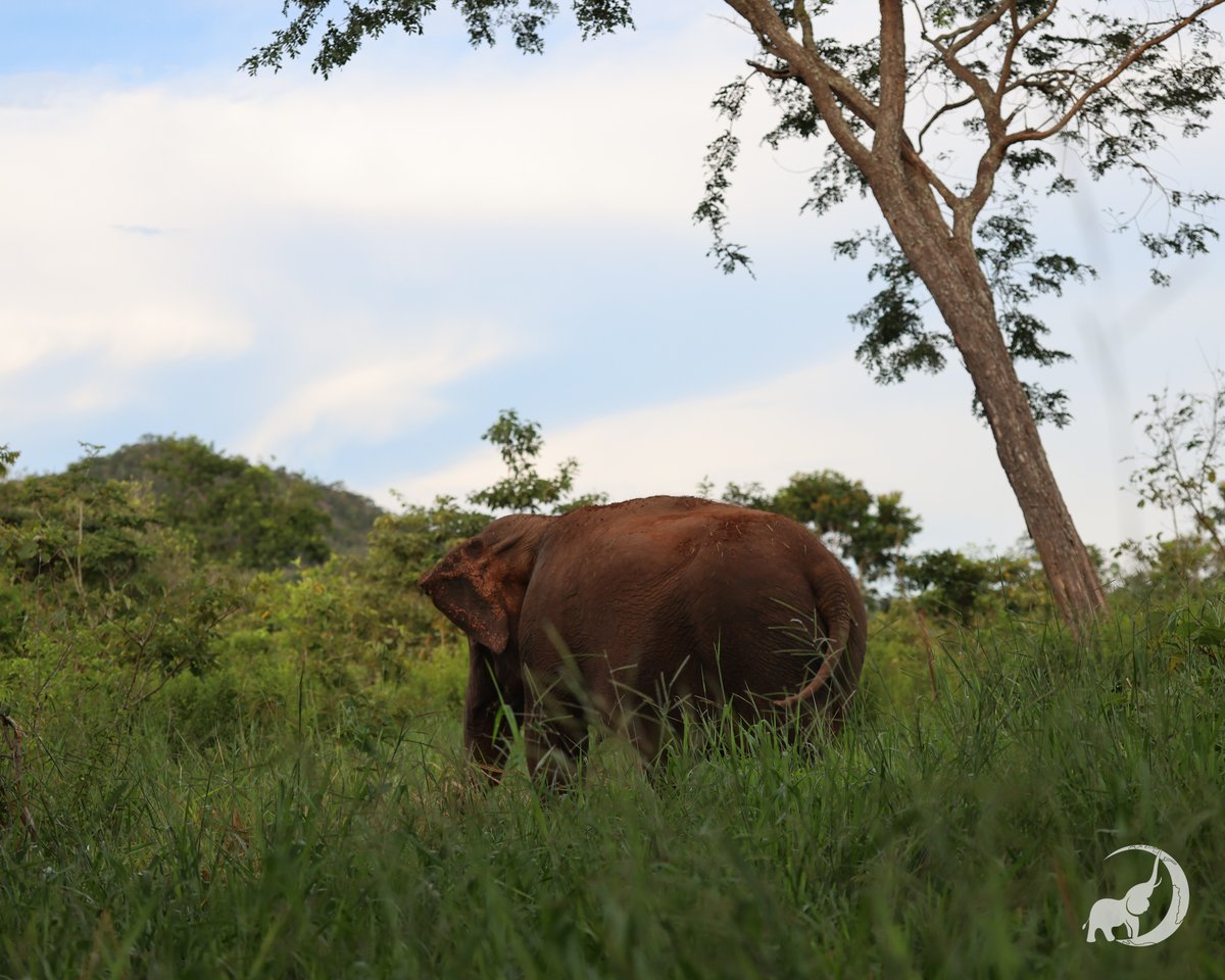 GlobalElephants tweet picture