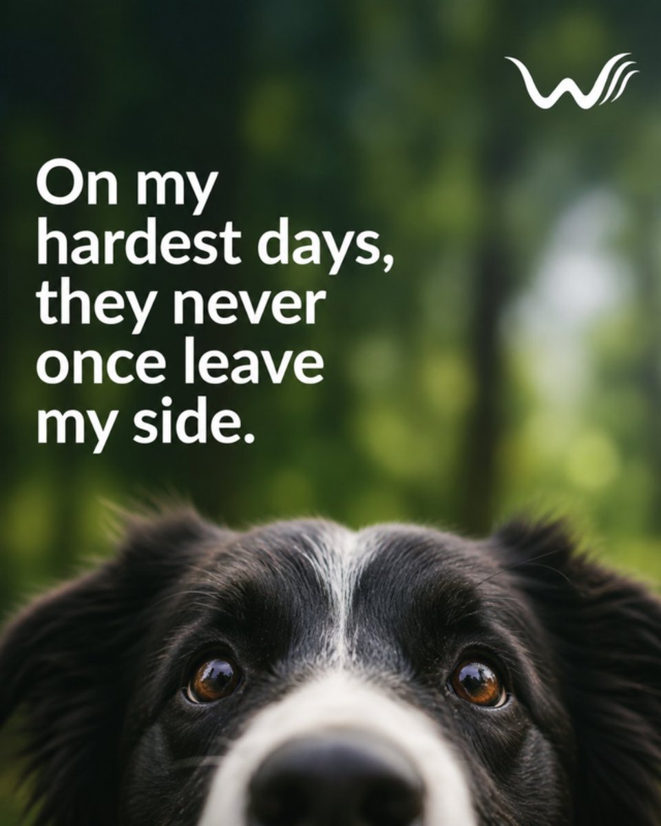 WellnessWag's tweet photo. The one who never leaves your side on the hard days deserves to stay. A valid ESA letter protects your right to keep them home β no pet fees. π https://t.co/Y0fjn9b6M7 #EmotionalSupportAnimal #ESALetter https://t.co/GmDrbAmLt9