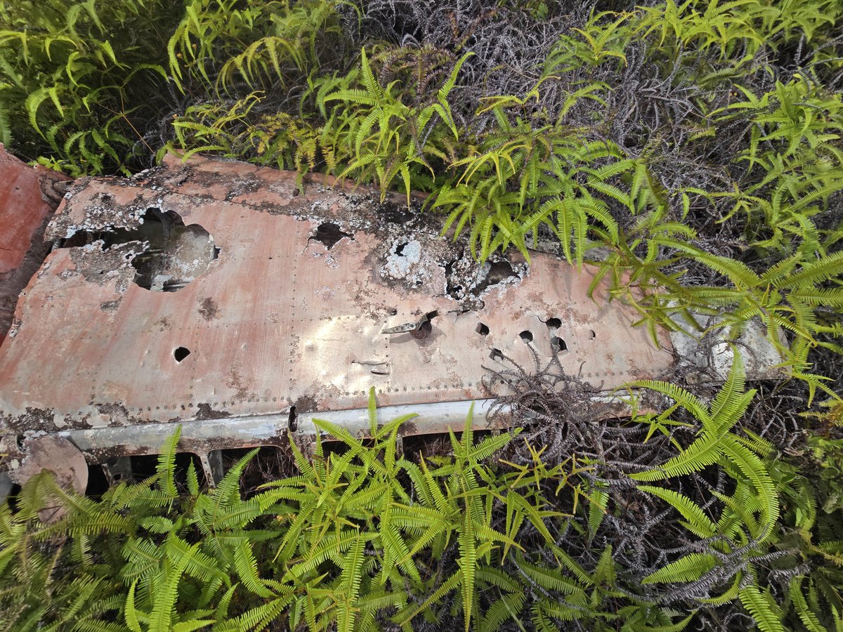 jnwqp971's tweet photo. 途中にある採石場跡地から奥へ進んでいくと、丘の斜面に、草に覆われた零戦五二型のプロペラと垂直尾翼が姿を現します。 
尾翼やプロペラには、弾痕と思われる穴が確認できます。 
米軍機に撃たれた後、不時着するような形でここにたどり着いたのでしょうか。
#ペリリュー 
#ペリリュー楽園のゲルニカ https://t.co/CQtx951Pkq