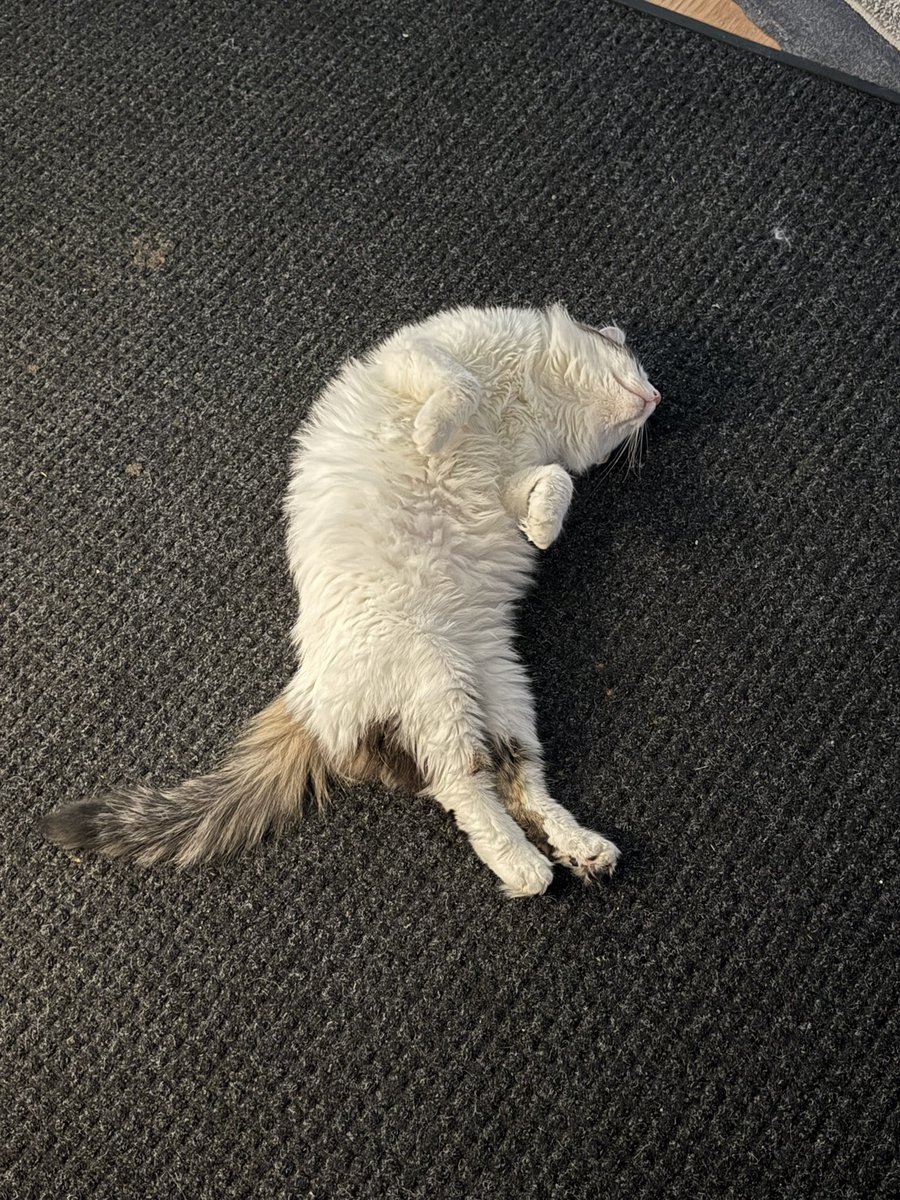 gold_happy85284's tweet photo. This is my cat Ruben 
He’s about 5 tangerines big
#roboky #cat #guiltygear https://t.co/79urWaPsm0