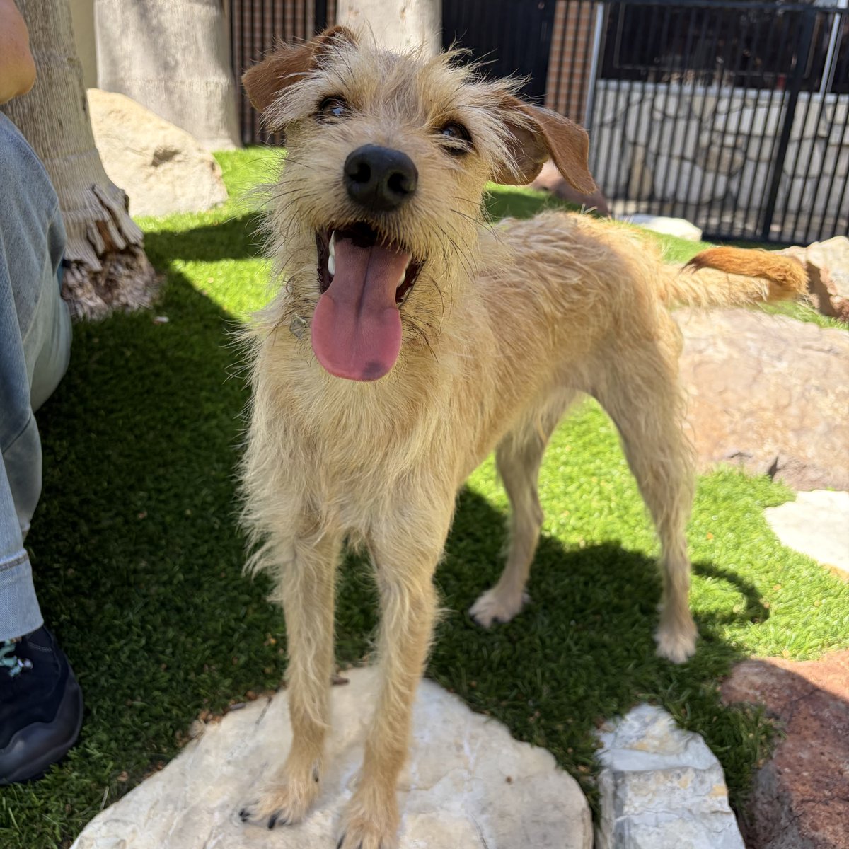 abc7community's tweet photo. Clifford is ABC7βs Thursday Pet of the Week!π
@spcala has got an adoption special going on until July 26th. $50 dogs, $20 cats/kittens.
Photo @spcala
Tag us #abc7eyewitness or @abc7community to be featured https://t.co/BcnseMAEkc