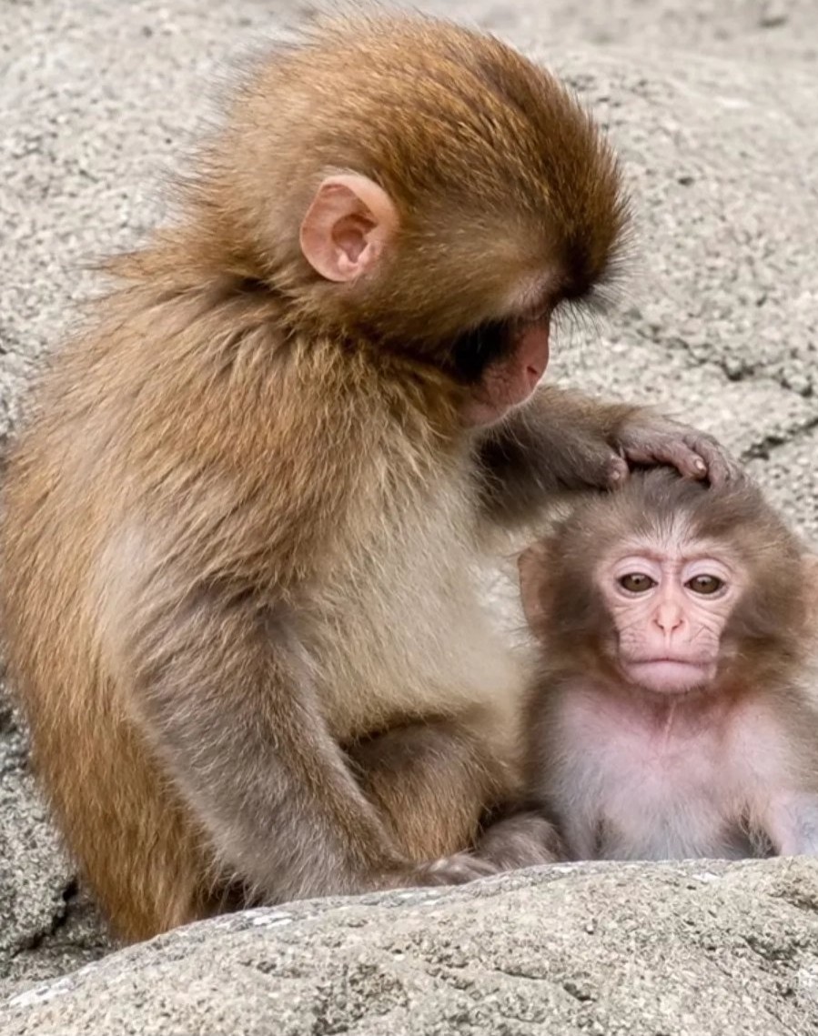 KEN_50822's tweet photo. 待受けにした🐵 https://t.co/FEzzylA7E9