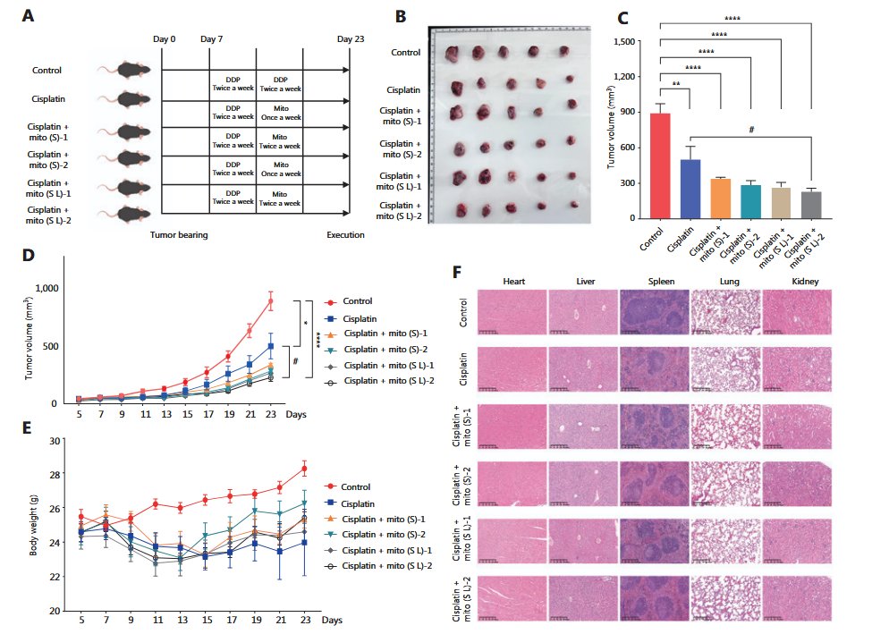 Outdoctrination's tweet photo. Cancer starts in the mitochondria - fixing them can help fight it.

Transplanting mitochondria from healthy cells into cancer cells shrank tumor growth in animals,

greatly enhancing the effectiveness of the chemo.

When mitochondria are not working properly, it is a breeding ground for cancer.

◈ More reactive oxygen species produced
◈ Greater acidification
◈ More oncometabolites
◈ Aberrant epigenetic signaling
◈ Worsened immune function
◈ Impaired cell death
◈ Improper cycle regulation

+ more.