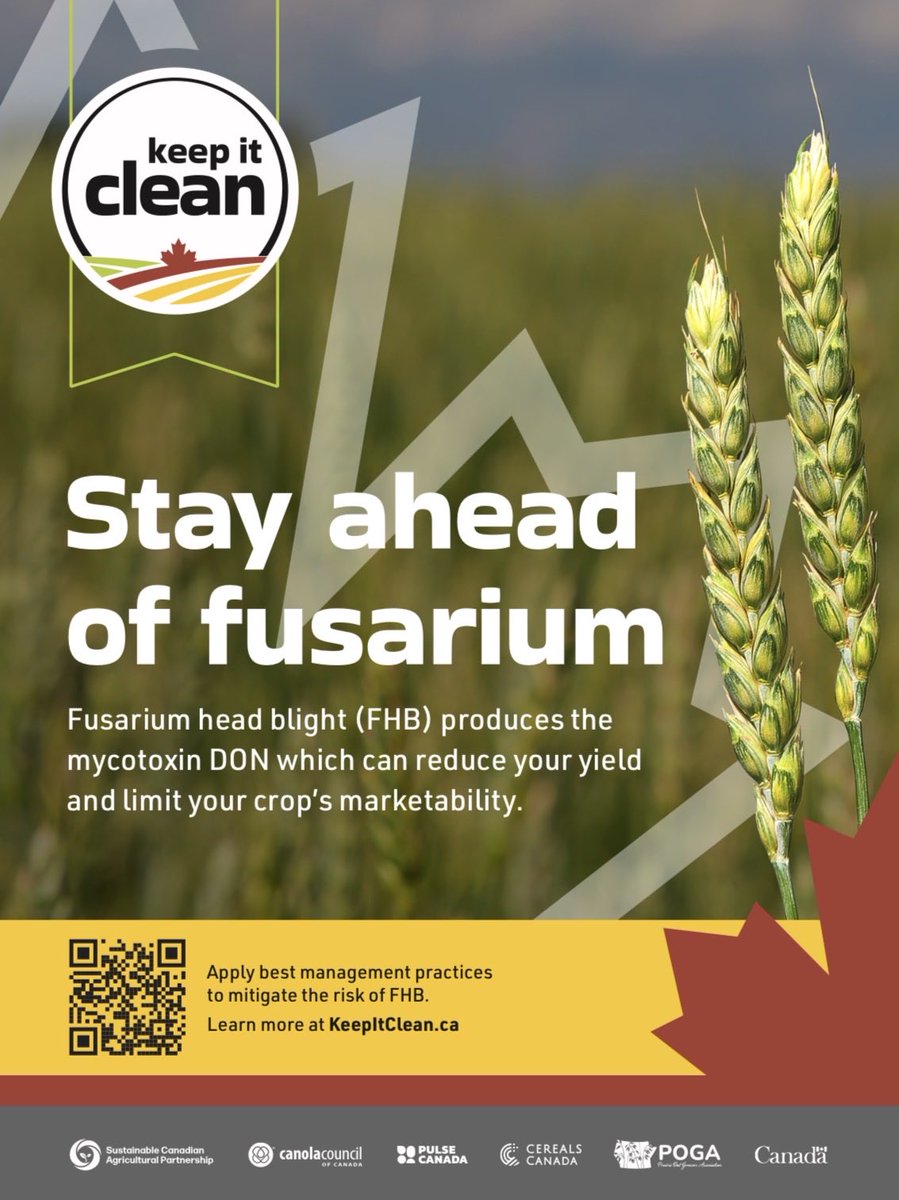 AtlanticGrain's tweet photo. Fusarium head blight (FHB) produces the mycotoxin DON which can limit your cropβs end use and marketability. @KICCanada shares best practices to stay ahead of Fusarium π https://t.co/YG8fdjg8Dh #CdnAg #SustainableCdnAg #Spray26 #CdnWheat #Fusarium #Grow26 https://t.co/agHG6cSKyT