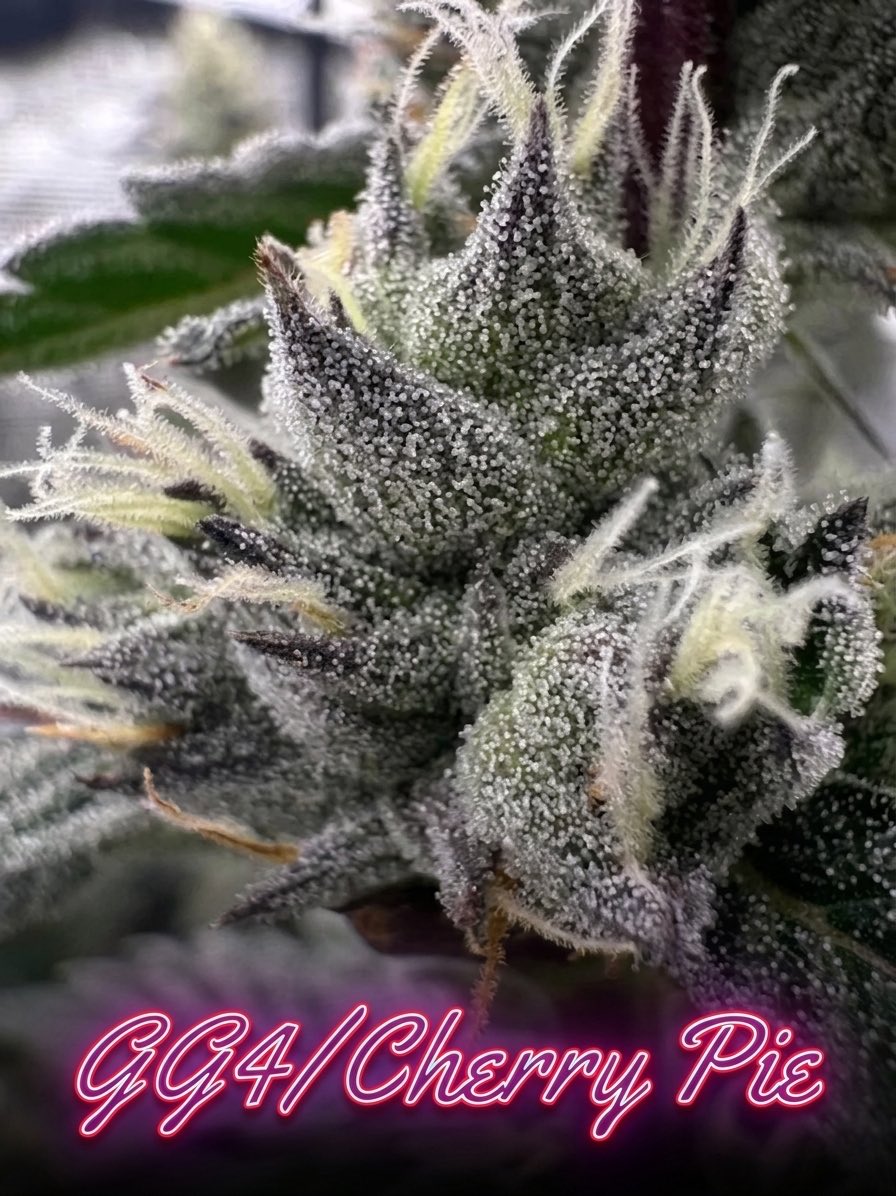 TwoDogSeeds_Co's tweet photo. Our GorillaGlue/CherryPie won in solventless hash….yea. She’s a beast 
We crossed her to ‘91. https://t.co/FkVfBzw1bN https://t.co/bGXgI1f03S