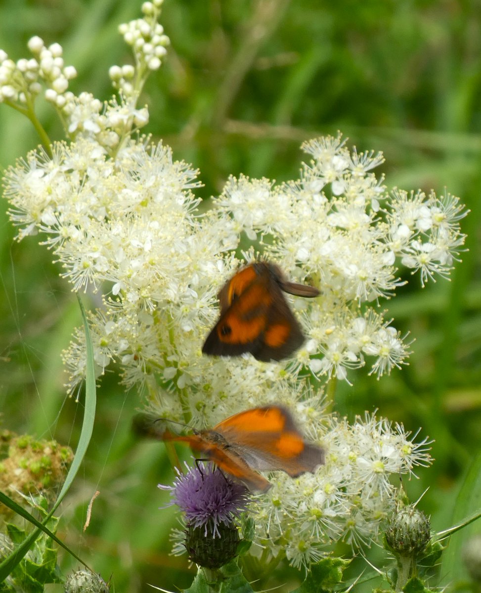 beatricegroves1's tweet photo. A loveliness of gatekeepers🧡🦋🧡
A beautiful burnt-orange butterfly with arresting black &amp; white 'eyes'.
Its name comes from its rising up, like a gatekeeper, from its favoured spots on verges or near gateways🧡 https://t.co/ir5D4oebPa