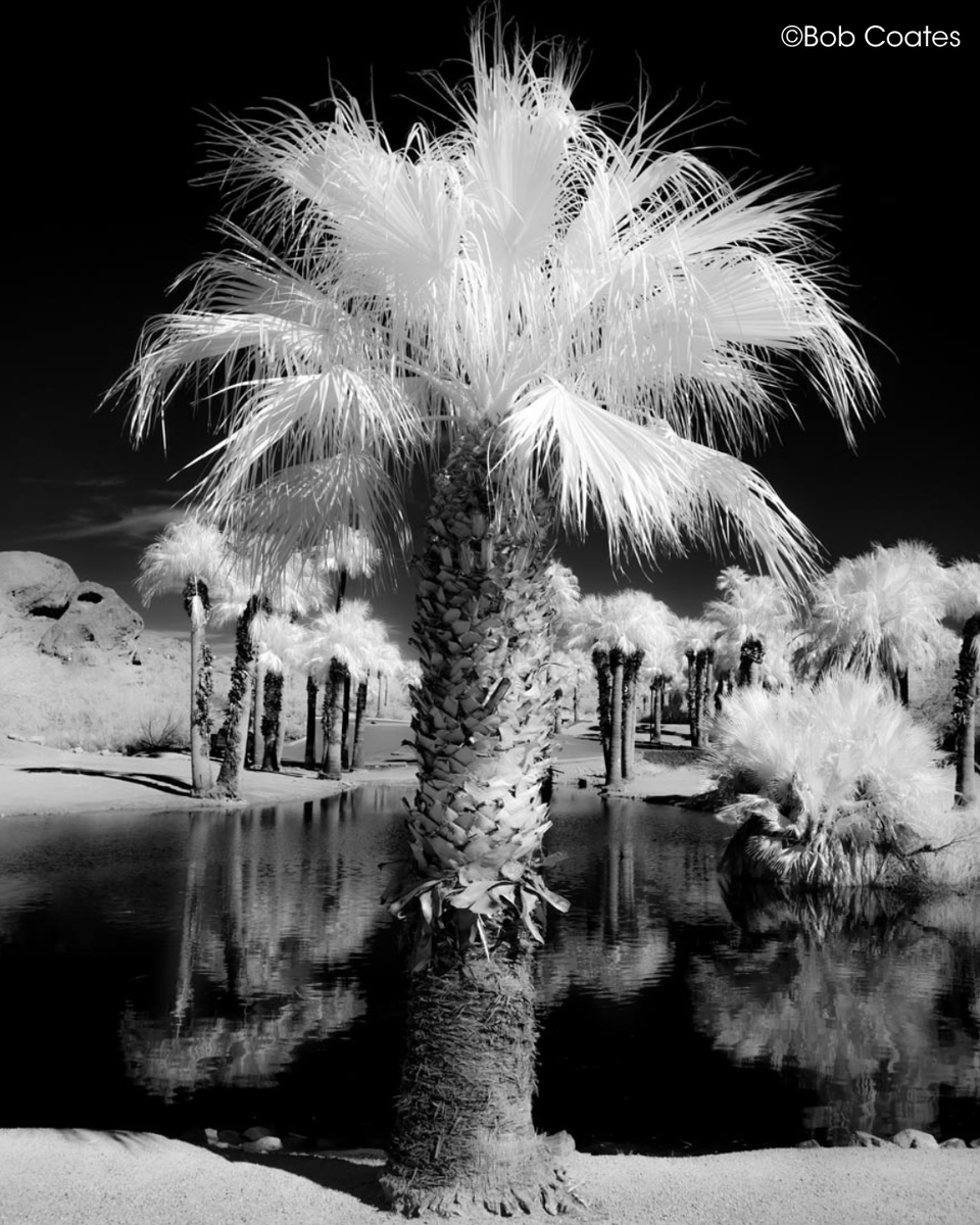 OurPPA's tweet photo. Photographer Bob Coates provides tips on how to create great infrared photographs. https://t.co/qRBdlQX9ah https://t.co/idJH9fv5Tz