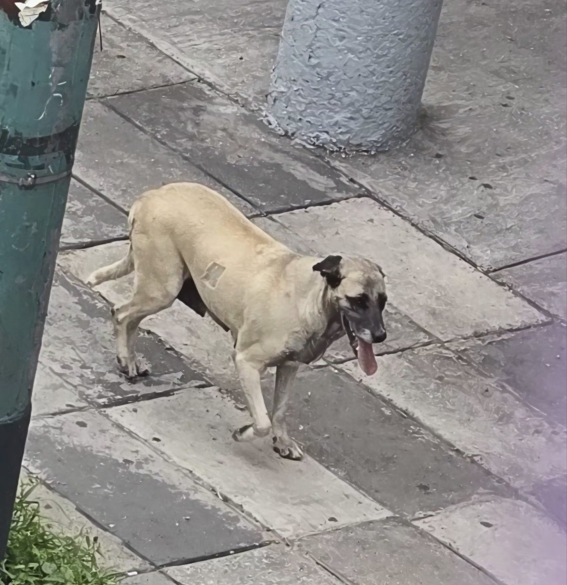 AreQF3's tweet photo. Por si alguien la anda buscando 😔, perrita caminando sola por Av. Observatorio y Periférico (frente a la Baco calle Colibrí) Colonia Bellavista, Álvaro Obregón, CDMX  #perroperdido #PERROABANDONADO
 #CDMX 

 RT... Ayúdenme a difundir, por favor https://t.co/62qCLIrRo7