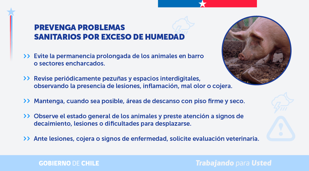 MinagriCL's tweet photo. 🌧️🐄 Protege a tus animales durante y después de las lluvias.

Ante el sistema frontal que afecta a la zona centro sur de nuestro país, revisa las recomendaciones preparadas por la Unidad de Gestión de Riesgo de Desastres Agrícolas (UGRA) del @MinagriCL para resguardar el bienestar de tus animales y prevenir riesgos.