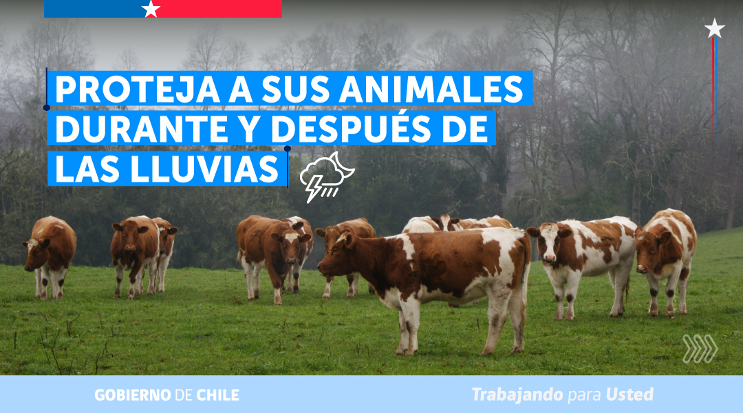 MinagriCL's tweet photo. 🌧️🐄 Protege a tus animales durante y después de las lluvias.

Ante el sistema frontal que afecta a la zona centro sur de nuestro país, revisa las recomendaciones preparadas por la Unidad de Gestión de Riesgo de Desastres Agrícolas (UGRA) del @MinagriCL para resguardar el bienestar de tus animales y prevenir riesgos.