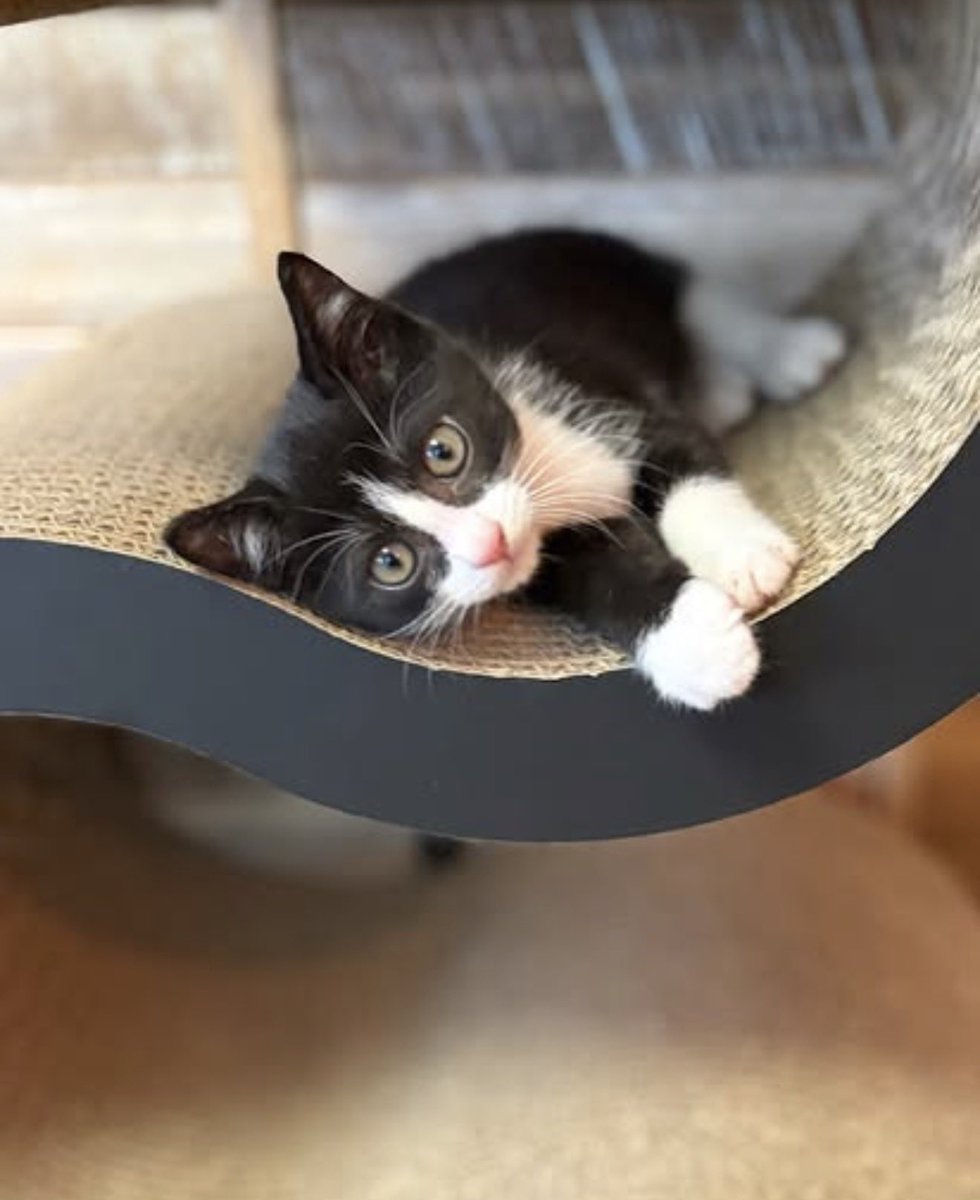 kotonekonokai's tweet photo. 【New face🆕】
人馴れ抜群✨
子猫らしく元気いっぱい！
毎日おもちゃを追いかけて遊ぶ、やんちゃな男の子です🐾
たくさん遊んで、たくさん甘えさせてくれる
素敵なご家族を募集中です。

😻ナッシュ
オス♂  2カ月くらい
ウイルスチェック（猫エイズ、白血病）いずれも陰性

里親様、募集中です。🏠✨ https://t.co/L6tuYGdHvv