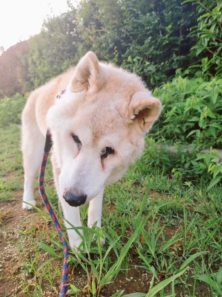 Sukisukikoicha's tweet photo. 夜鳴き徘徊からの早朝5:00前から朝ん歩🐕 ͗ ͗ ͗
やっと寝てくれたのでゴミ出ししてから寝ます😴

A.M7:00 https://t.co/WI0htLoJ1g