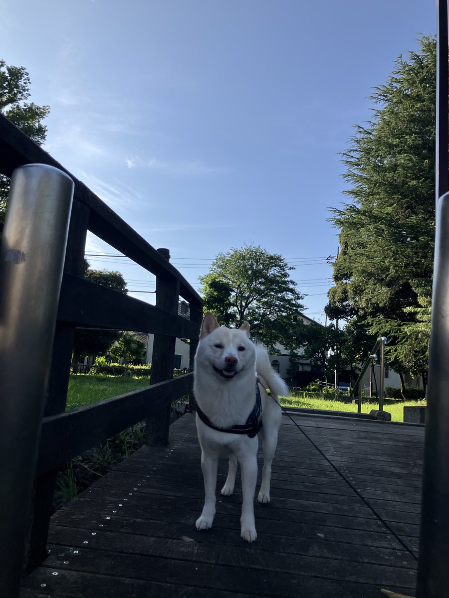 em_ybssas's tweet photo. おはワン🐶🩵 https://t.co/lRZJ5NP57r