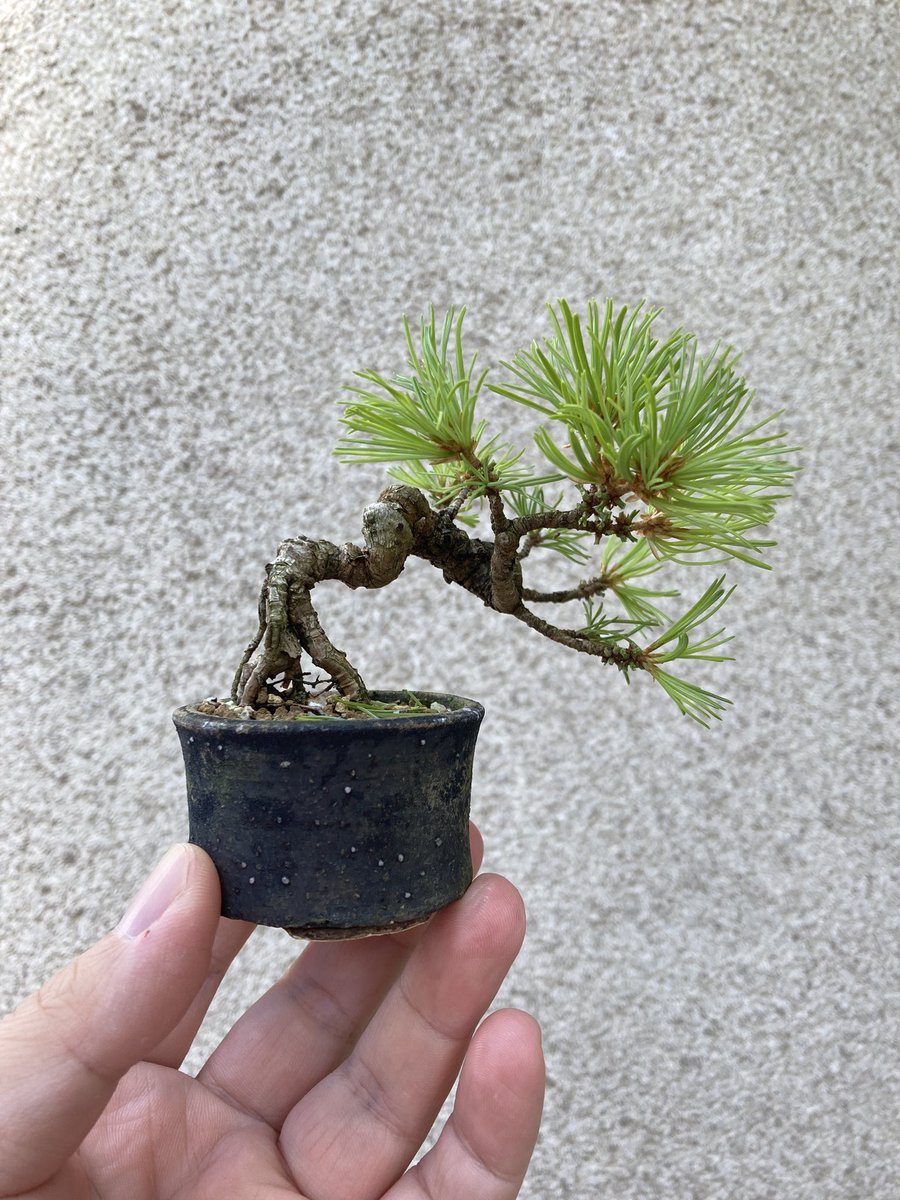 吾妻五葉松です。こちらも古葉をとってすっきり！ Azuma JWP. Looking