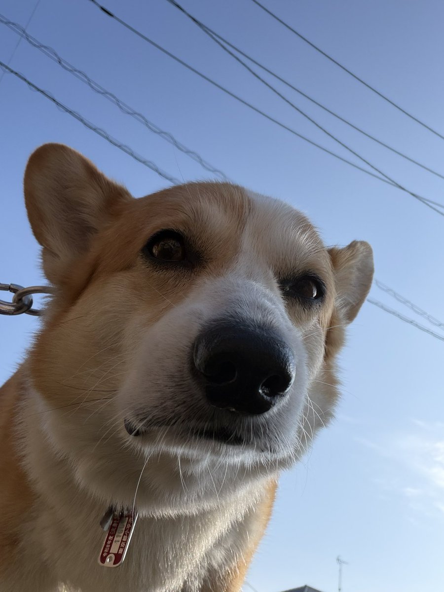 ma_mecco's tweet photo. ぬしが明後日楽しいところ行くよと言うワンけどどこなんだろうワン🍑 https://t.co/U5rZZbZRqK