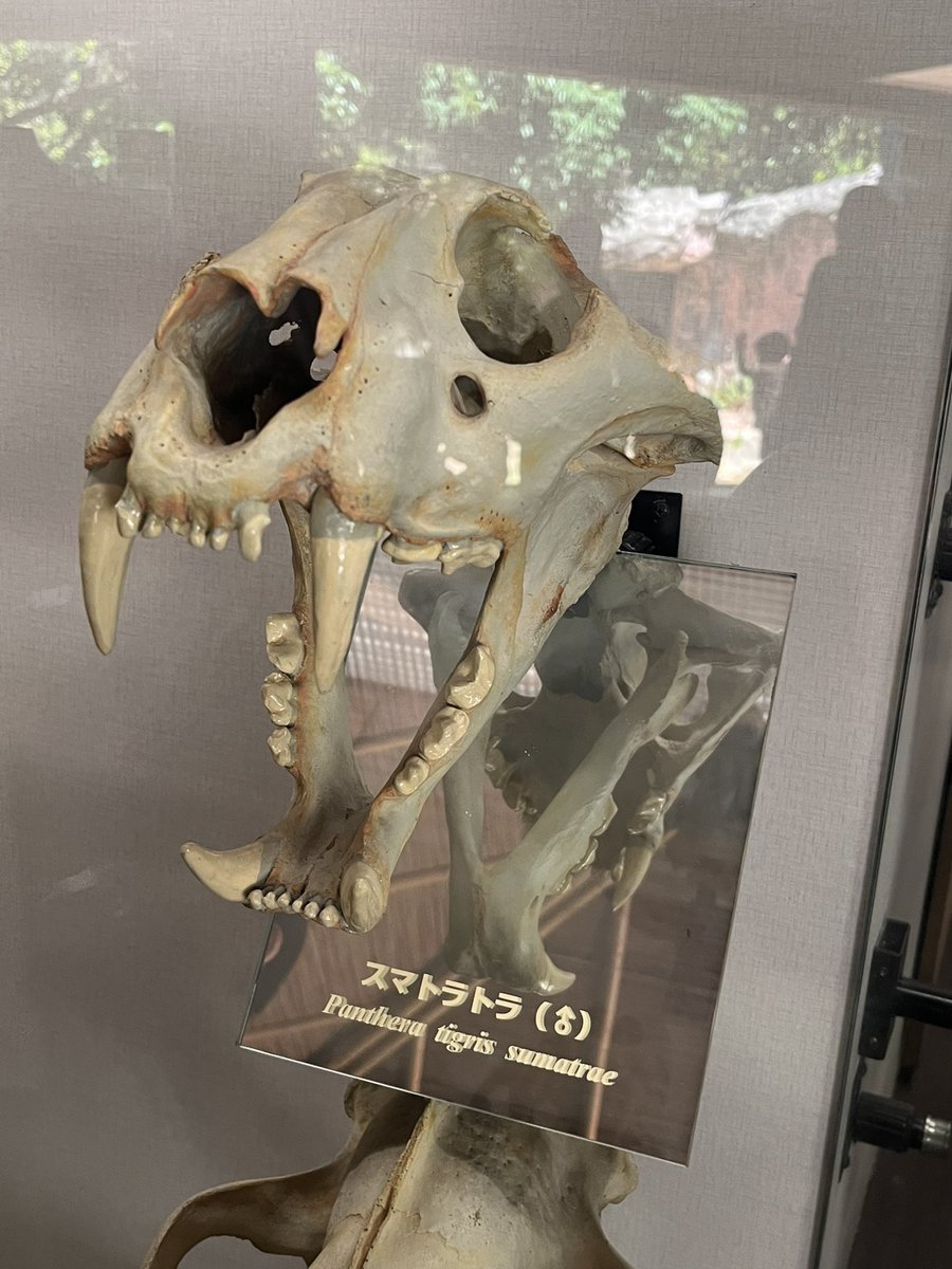 neronBA01's tweet photo. 実はこれ書くため少し前に
動物園に行ってた人 https://t.co/fMQRTUDZVB