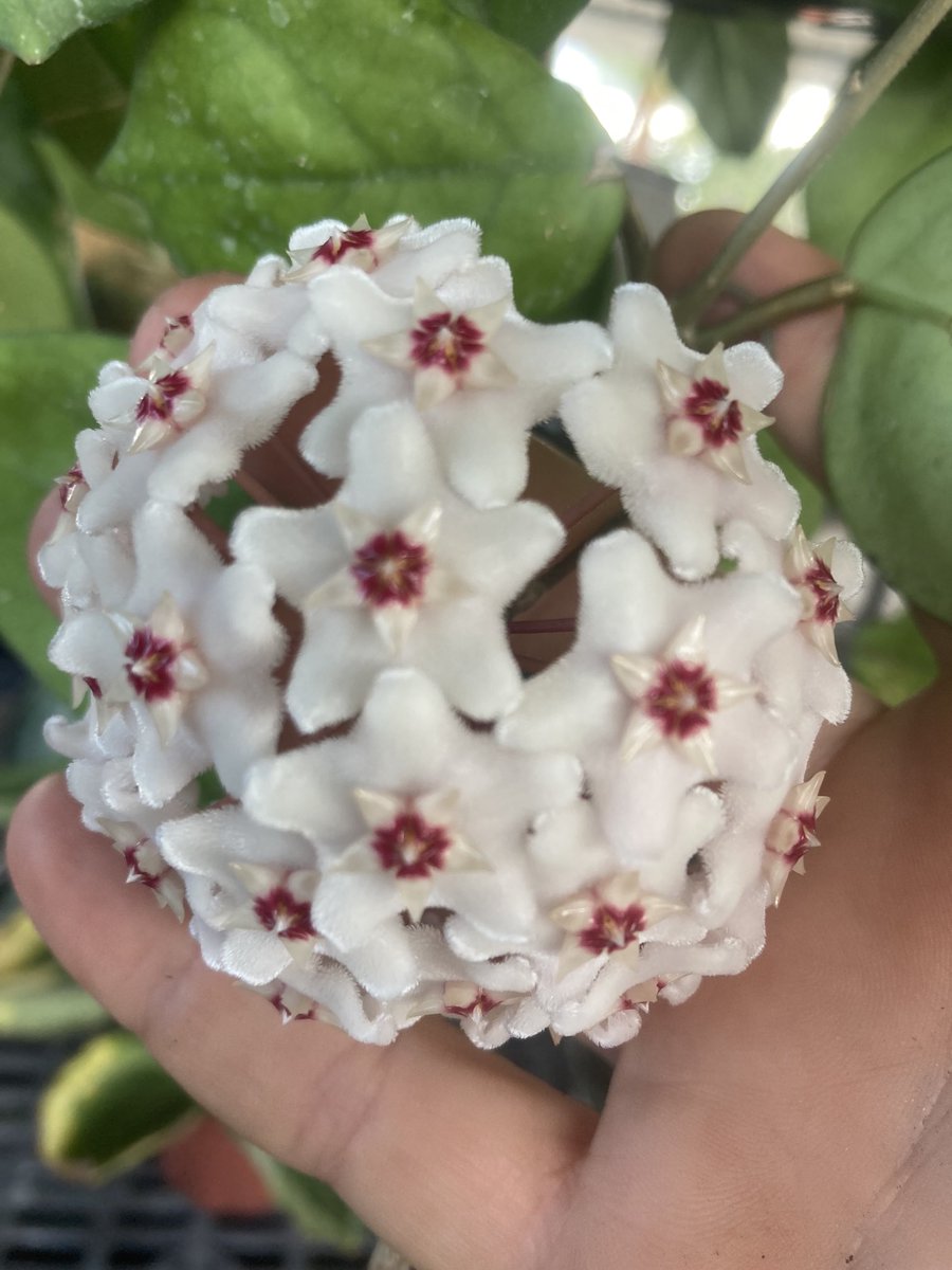 Amrita1968's tweet photo. #Life #gratitude #Plants #hoya #Bloom #thankyou https://t.co/ClBJe70vSy