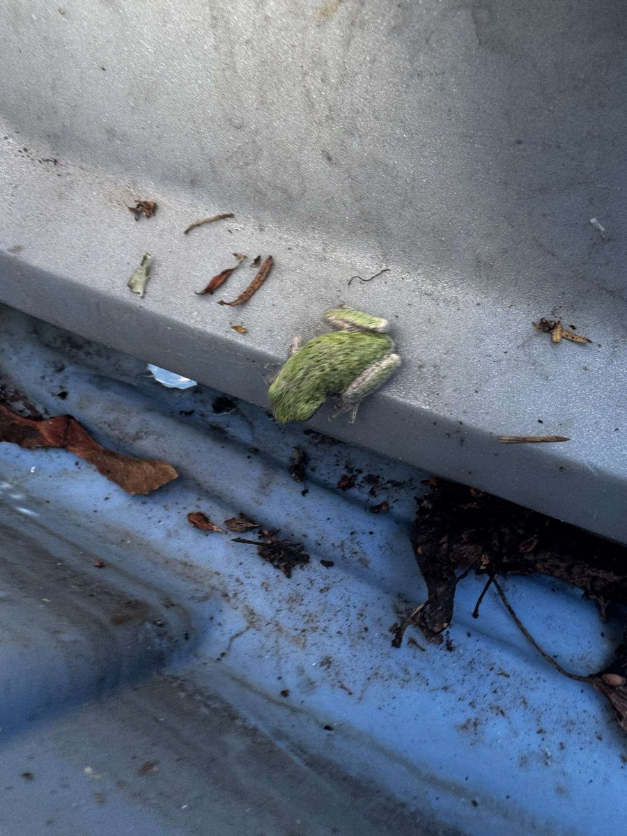 DreShawn_Don's tweet photo. Isa frawg. Dat is all
#frog #silly #cute https://t.co/ICqrH766G8