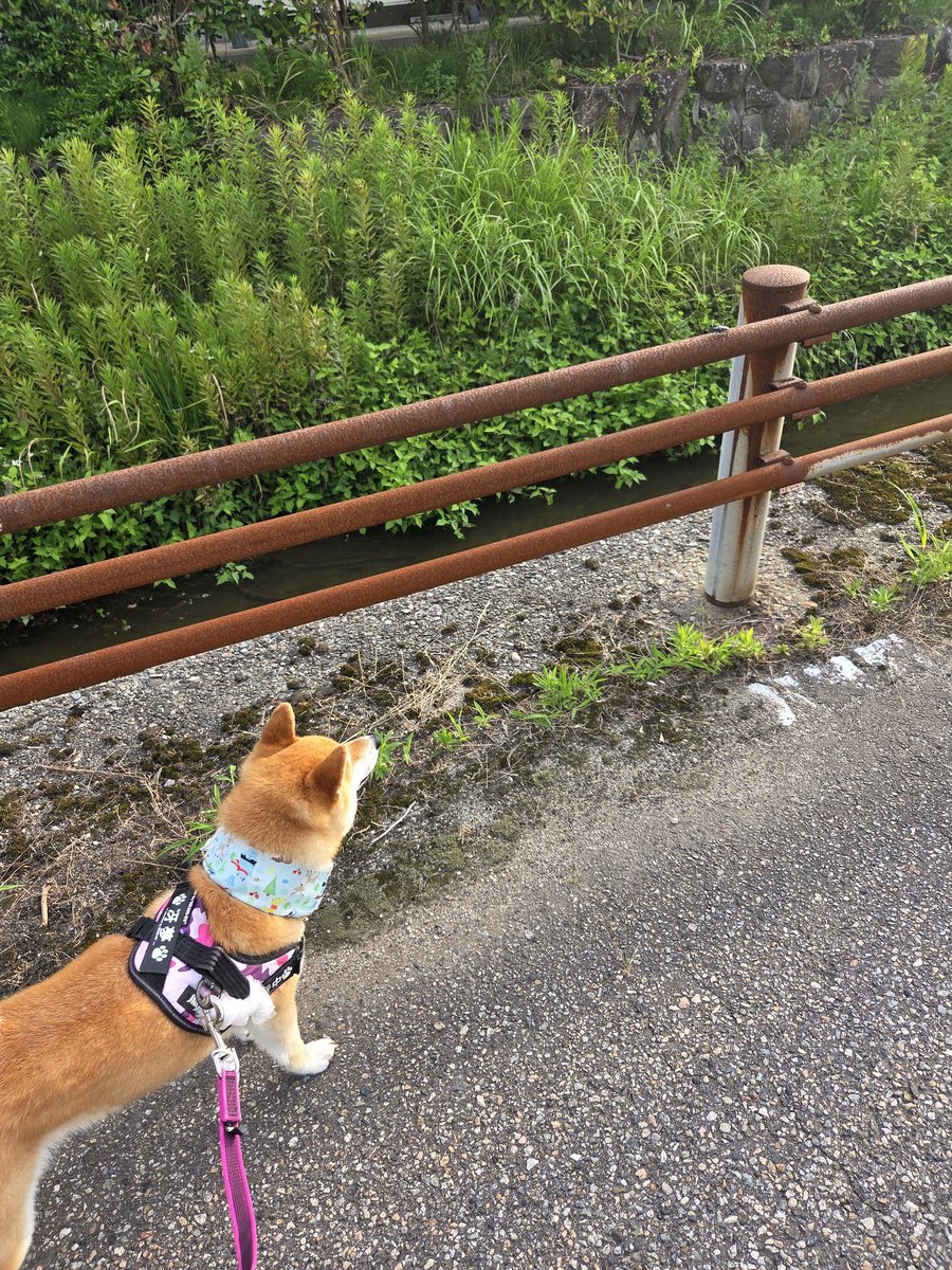 daiya_0807's tweet photo. 虫飛んできたのをガン見中 https://t.co/W2ytuk8QMr
