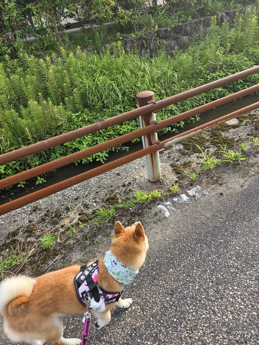 daiya_0807's tweet photo. 虫飛んできたのをガン見中 https://t.co/W2ytuk8QMr