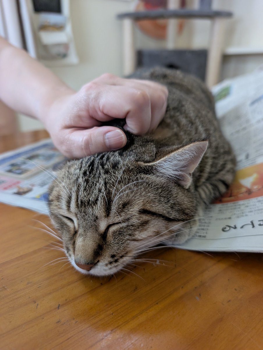 hotateyasan's tweet photo. 朝の定位置🐱 https://t.co/3425erALpF