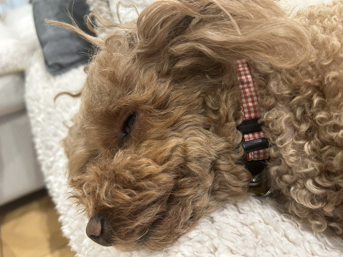 inuta_minoru's tweet photo. 父ちゃん今日は久しぶりに🏡
在宅で仕事です💻 https://t.co/ymgFAu41PB