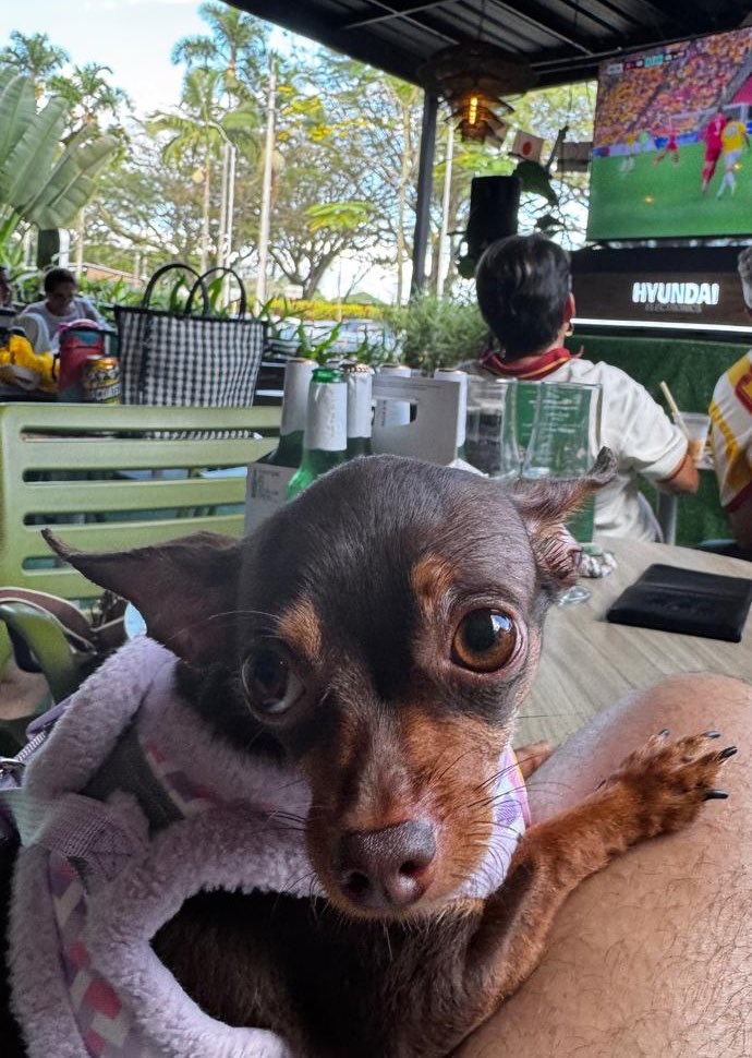 fernandical's tweet photo. Entre tantos goles y partidos, también celebremos esto: miles de platos llenos para peluditos que lo necesitan 🐶⚽ gracias @Gabricaco #UnHogarConGabrica  #Adoptacongabrica https://t.co/4SKB2WeFAa