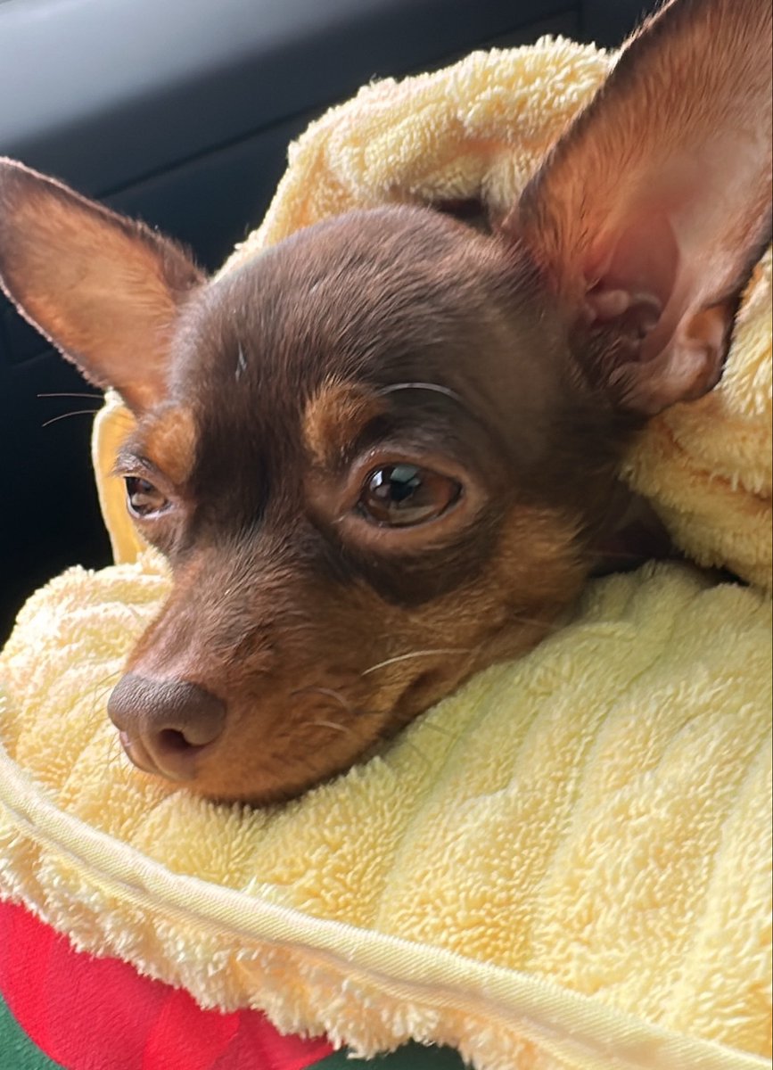fernandical's tweet photo. Me encanta cuando una marca no solo habla de amor por los animales sino que hace algo real 💚 qué linda iniciativa @Gabricaco 🐾 #UnHogarConGabrica #Adoptacongabrica https://t.co/MyoEeeYwP5