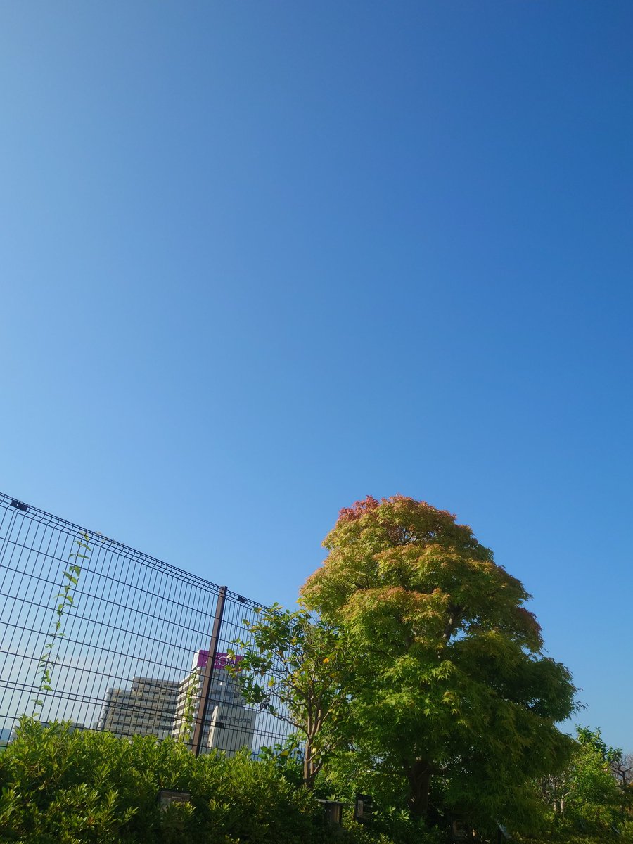 agtk0112's tweet photo. 屋上庭園
絶食中だから気分転換 https://t.co/BY26SUZZDM