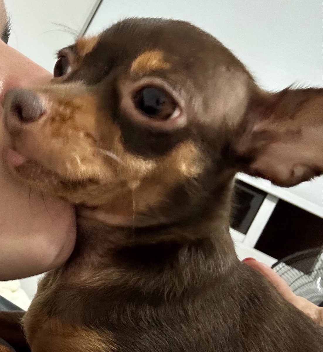 fernandical's tweet photo. 21 toneladas de alimento donado suena a muchísimas colitas felices 🥹🐶 qué bonito ver esto @Gabricaco #UnHogarConGabrica #Adoptacongabrica https://t.co/67bem1zP2Q