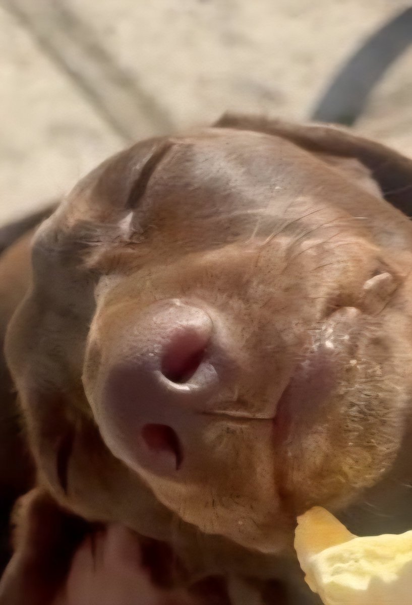 Sadchicknwing's tweet photo. @Puppieslover Just pure bliss https://t.co/Lysge60VNv