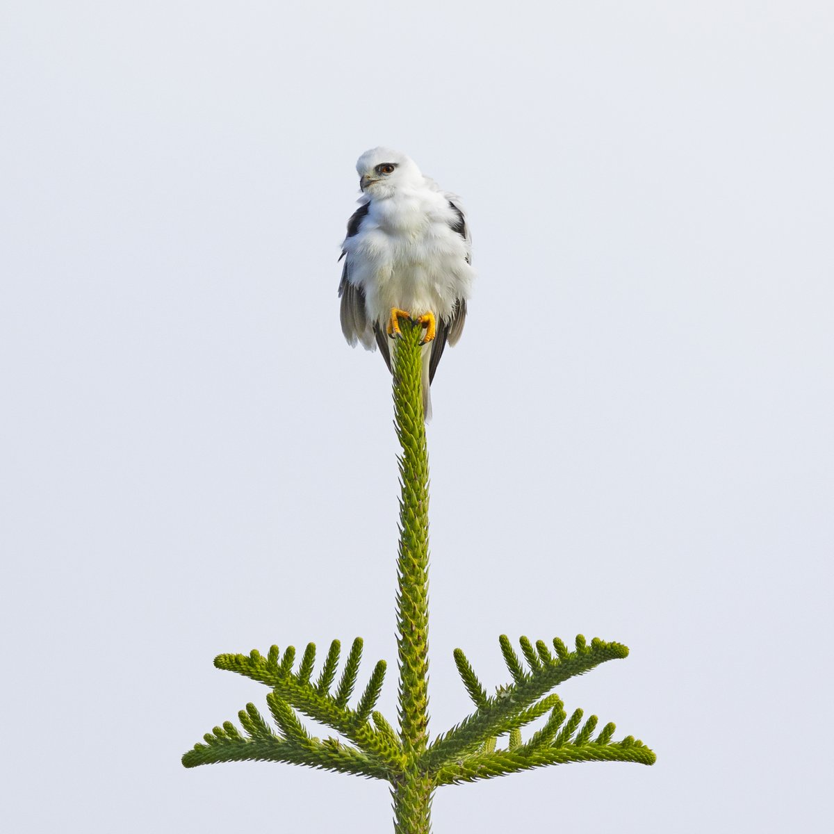 SandyHorne61's tweet photo. Sitting pretty.
Unusually, I'm working 5 days this week. I'm getting too old for this nonsense.
So, here's a pic from my archives. A nankeen kestrel at Goolwa from 2024. https://t.co/ECqsnqW6uL