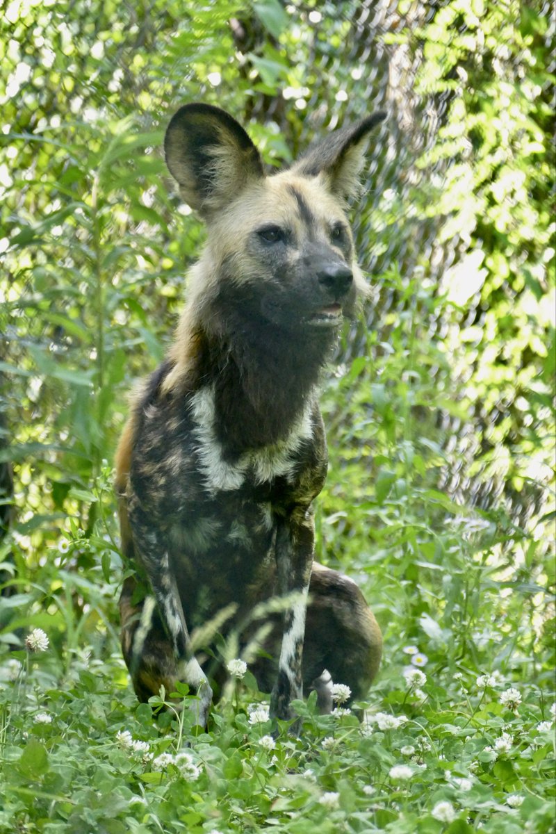 lycaon_remuru's tweet photo. 今日も一日頑張リカオン🐾
#リカオン (ニコ)
#africanwilddog #ズーラシア https://t.co/Ljqiq1ofrj