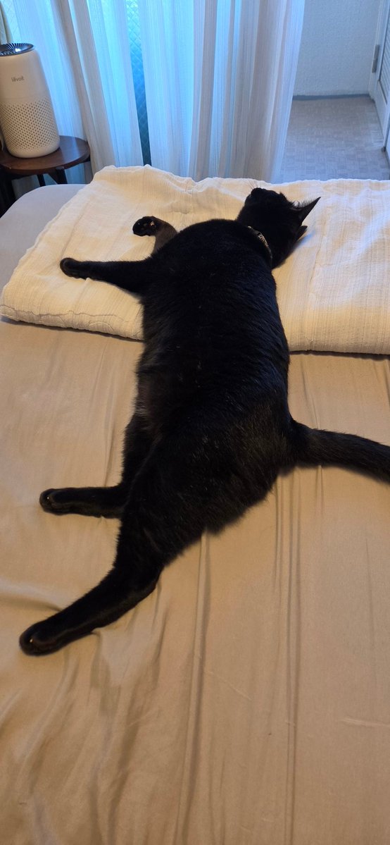 ねこ 様 Post by ち～ on X: 猫様は自由…