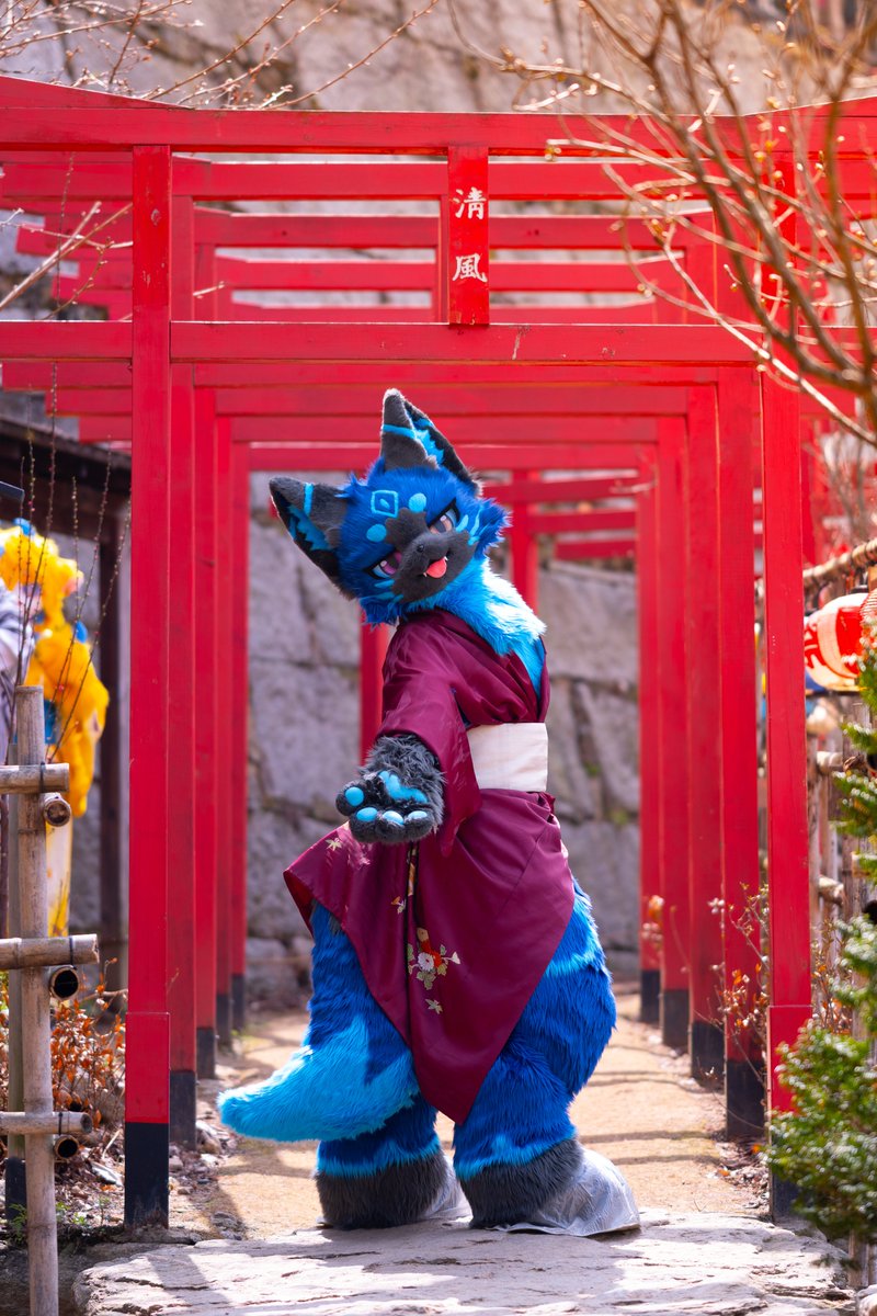 AMELIA_FURPHOTO's tweet photo. 여우의 신사에서 색다른 만남을 기다릴래
🍡🐾@MochiFox93 https://t.co/yxDRXWLo0a