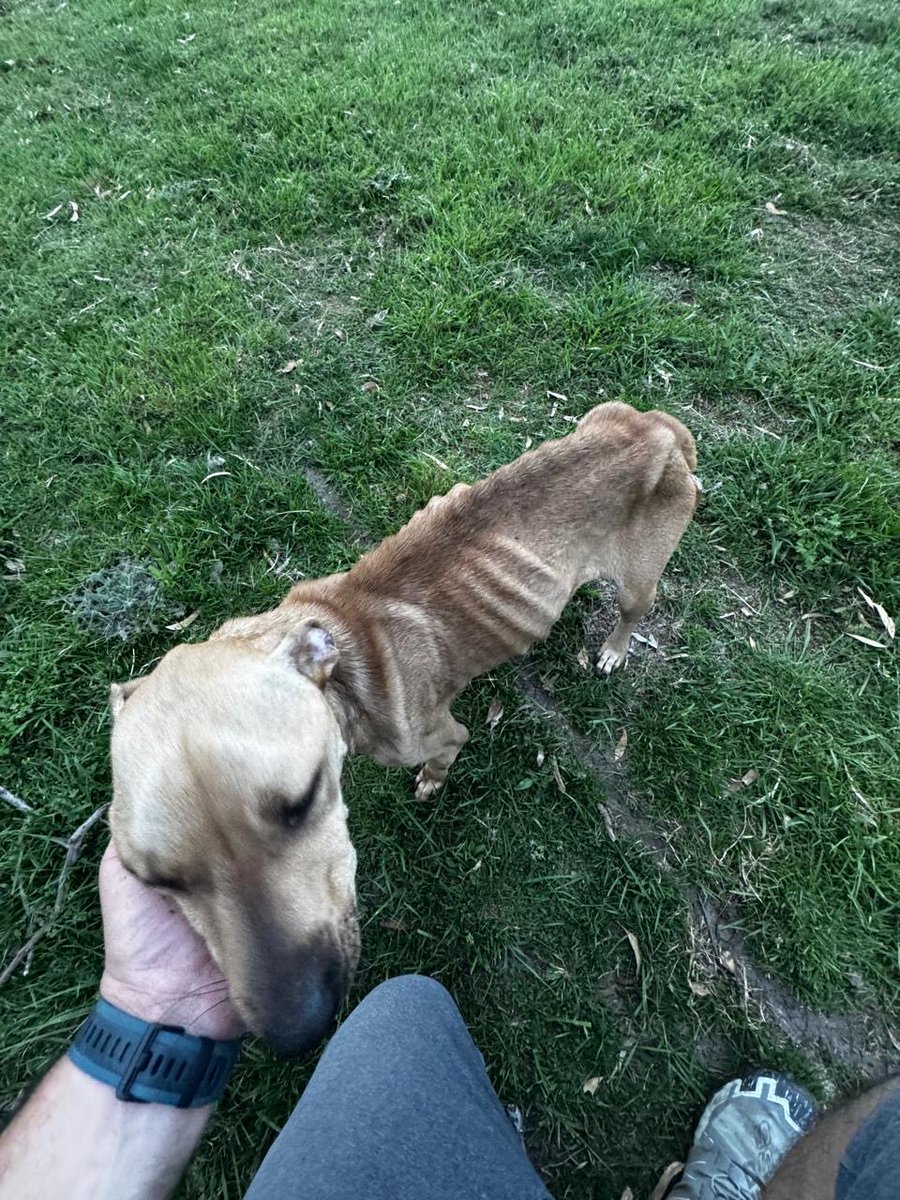 malausalto's tweet photo. @lamamadelpocho Adoptada1… Tera, antes y después https://t.co/Gd9mp7EMCc