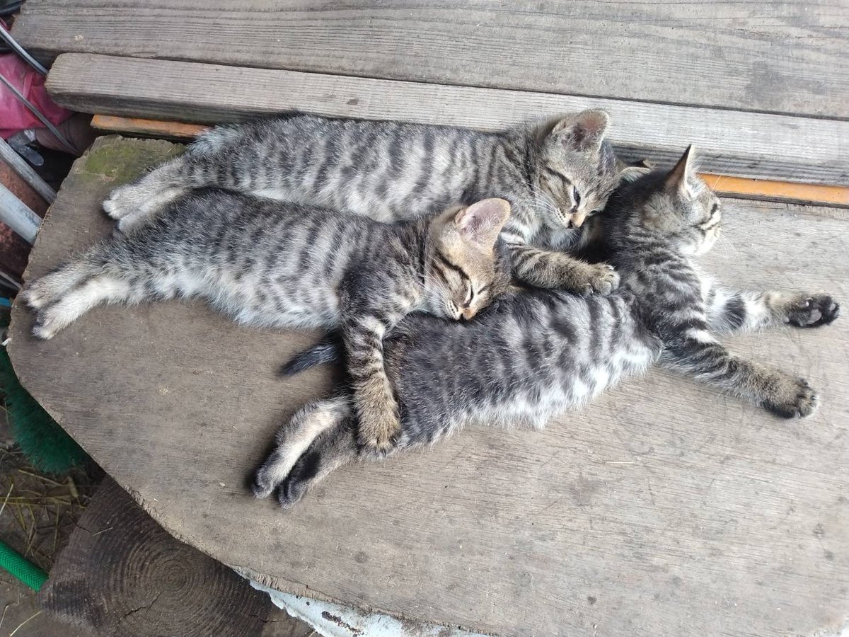 harunako_yuran's tweet photo. 最近ごはんを用意する場所で子猫が寝ているので、かんたろうくんは気になってずっと顔を出して見ています🐈 https://t.co/GjQYqBk7KO