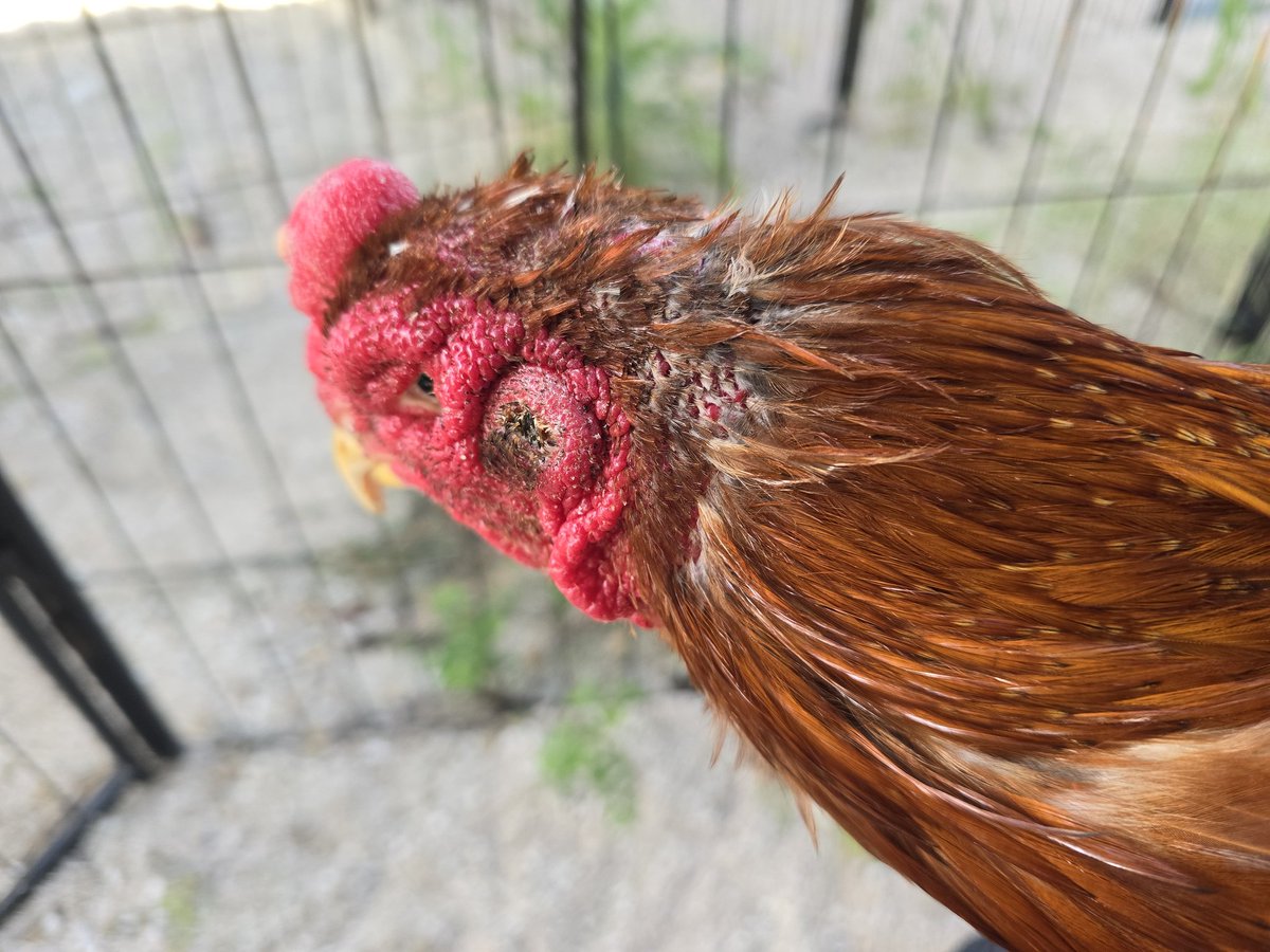 LOfndnUtstj7z8V's tweet photo. 石垣市議の自宅には沢山の軍鶏が飼われていた。
下くちばしを深く切り
怪我をしてる受け側の軍鶏がいた
養鶏場のデピークではない
こんな動物虐待、嘘つき議員
石垣島の住人は選んだんですか。

この軍鶏は議員宅で闘鶏をやっていたときに回収された軍鶏です
下のくちばしを切り
試合で穴の空いた皮膚を補うために
頭の形がぼこぼこに変形しています
所々羽根も生えません
目もしっかり開かず
顔の形が変わってる
飼育環境の悪さでダニとシラミにまみれていた。