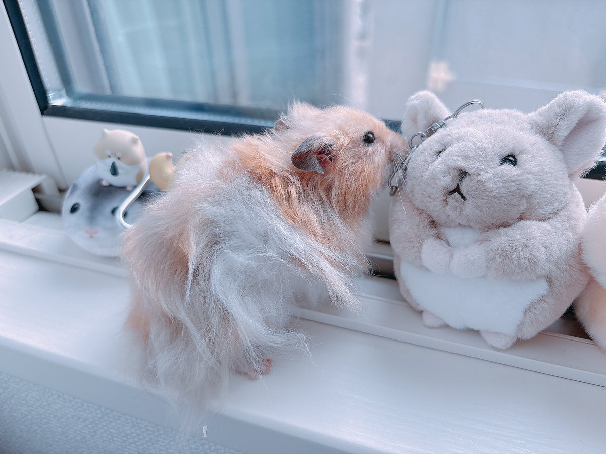 ハムちゃん🐹 (@nagihagiyubeshi) / Posts / X