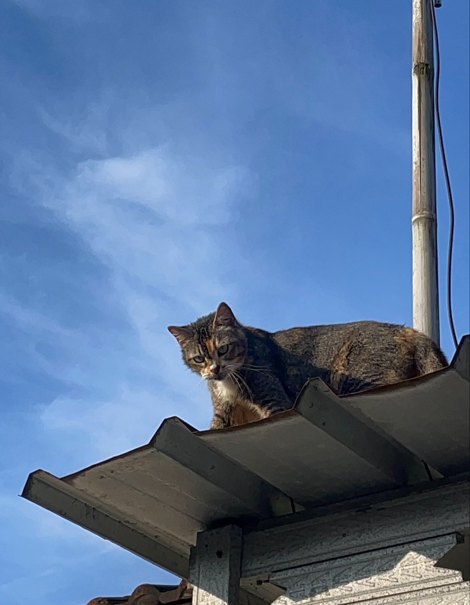 txtdrjkt's tweet photo. Kucingku getting old🥹🫶🏼

pertama kali nemu Keti langsung jatuh cinta karena pertama kalinya nemu kucing luntang lantung di genteng sendirian gapunya temen tapi keliatan enjoy. 

Terbukti sampe skrng masih gapunya temen dia wkwk

2021:                               2026: https://t.co/yaRslqDTuw