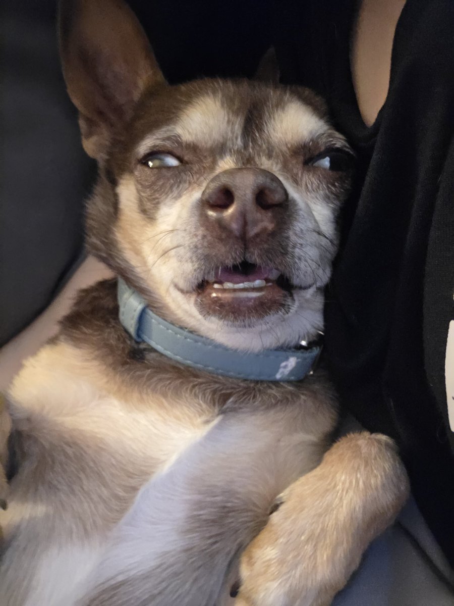 Parziivalx's tweet photo. "All chihuahuas are evil" heh...#notmyboy https://t.co/YAmnSG7aMh