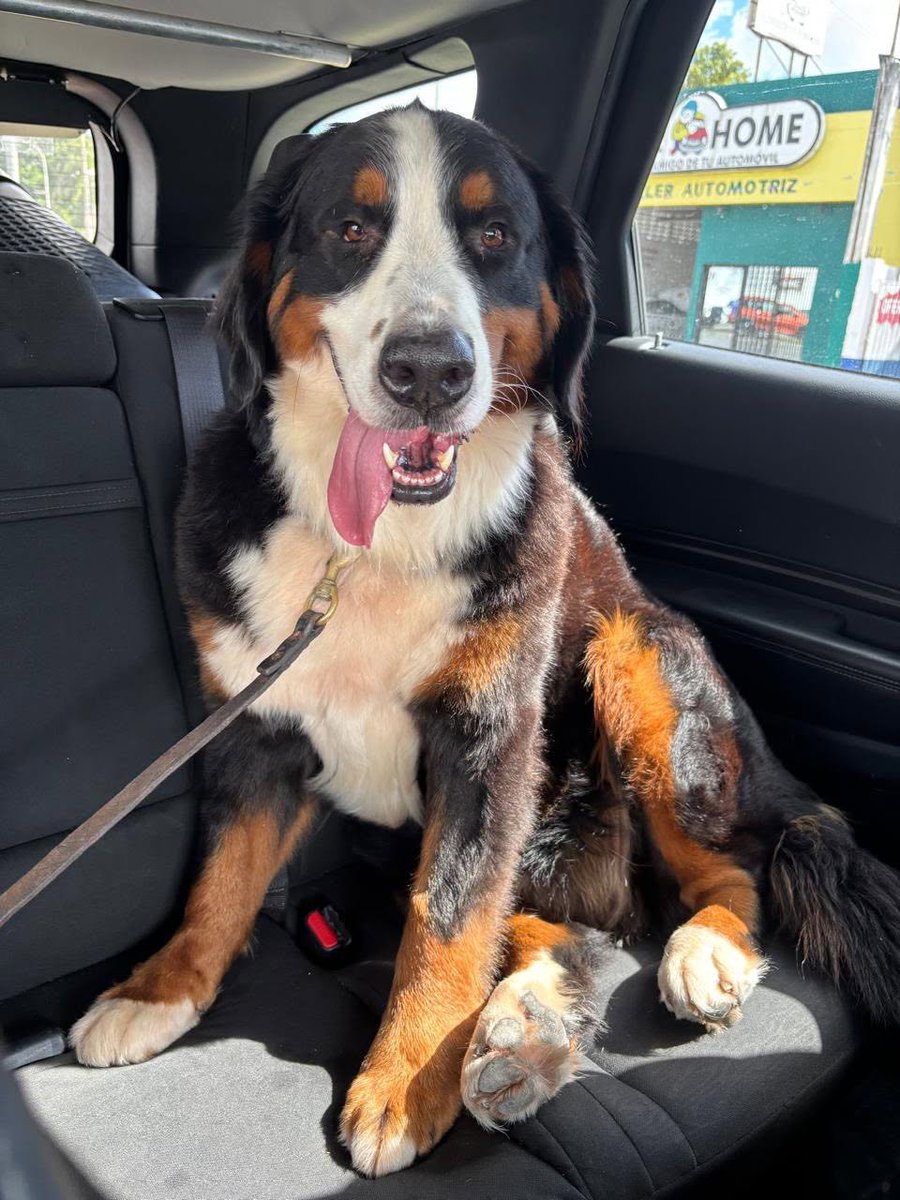 NP_ideaa's tweet photo. #HastaEncontrarteKira 🐾✨
Hay historias que nos recuerdan por qué amar a los animales es tan profundo 💔

Kira, una Bernés de la Montaña extraviada en #Reynosa, sigue sin regresar a casa desde el 26 de junio 🐶⚠️
Su familia ha llevado la búsqueda a otro nivel: espectaculares en la ciudad, difusión masiva y recompensa, todo por volver a verla 🥺📢

Porque para ellos Kira no es “una más”… es parte de su vida, de su historia, de su manada 🐾💛
Si tienes información:
📞 55 4045 4913
📞 56 1486 0243

🏡🐶 Compartir también es ayudar a que vuelva a casa
#LomitoSOS #RescateAnimal #Tamaulipas 
📹 de @info7mty