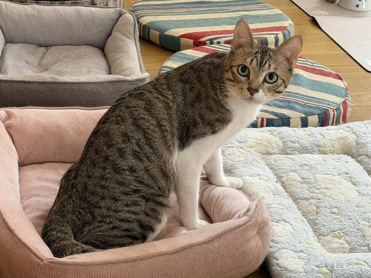 percypercy77's tweet photo. ゆめちゃん🐱トワちゃん🐱
おはようございますにゃ～☀️.°
トワちゃん🐱大きくなったにゃね😸😸
ゆめちゃん🐱はバリバリボウルでマッタリちう(つ´∀｀)
今日も暑さに気をつけてよろしくにゃん😺😺 https://t.co/VtHOeUps1X