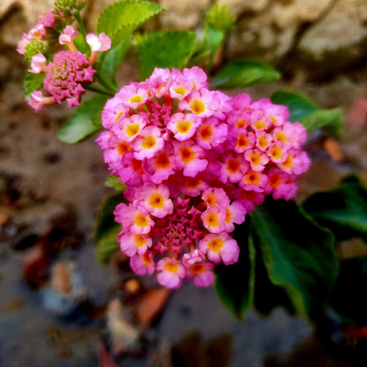DrShogun1's tweet photo. Alhumdulilah my Ghaneri (Lantana). I find its flowers smell of vanilla . Very resiliant ,less water=more flowers ,just like boganvilla but its not a vine !!💐 https://t.co/qOBxlhVCxf