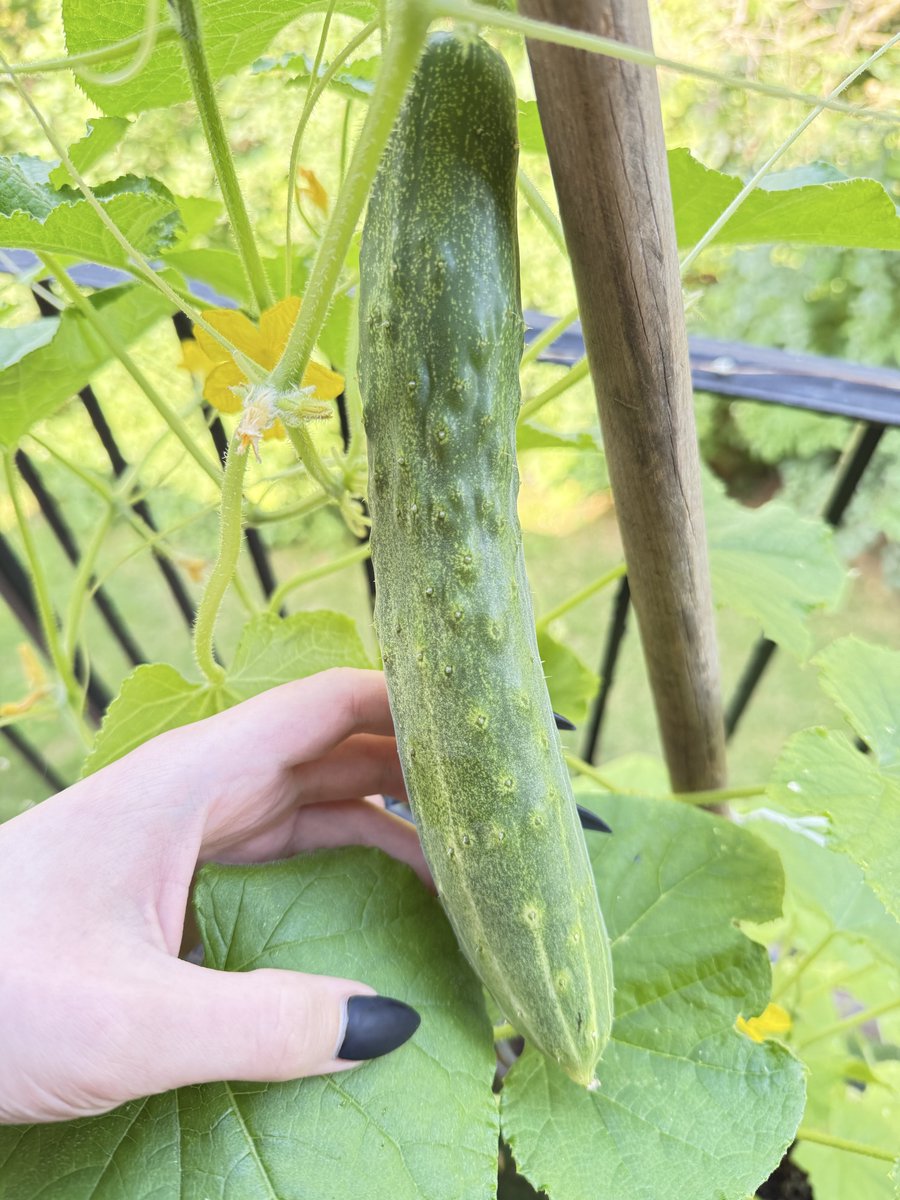jenion's tweet photo. first harvest https://t.co/rwf1HgVqN1